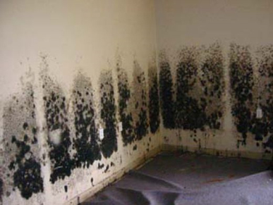 Mold and Mildew Removal Babylon,  NY